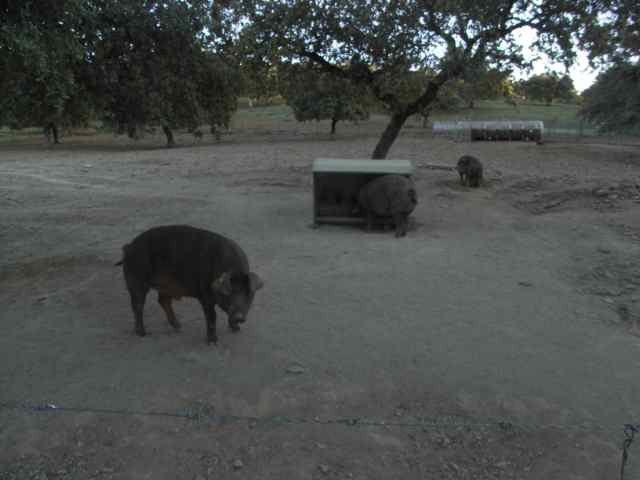 Los primeros cerdos ibéricos del camino